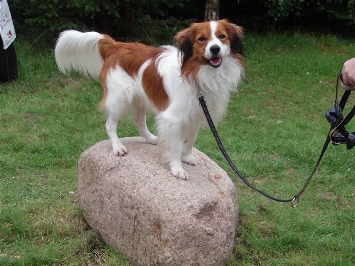 Kooikerhondje Baloo - Kooikertræf august 2007 billede 3