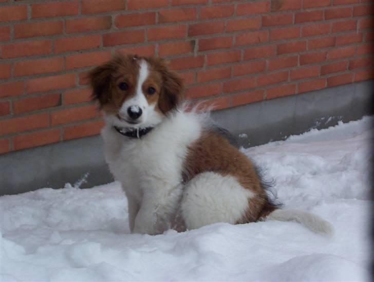 Kooikerhondje Baloo - Den første sne billede 4