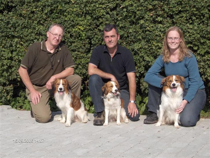 Kooikerhondje Baloo - Baloo yderst til højre - sammen med søster Alpha og bror Amigo billede 6