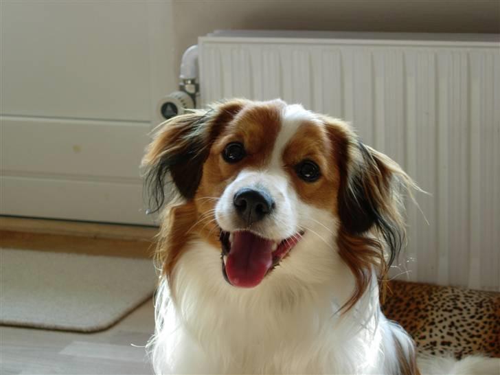 Kooikerhondje Baloo - Hvalpetræf hos opdrætter. 1 år gammel billede 7