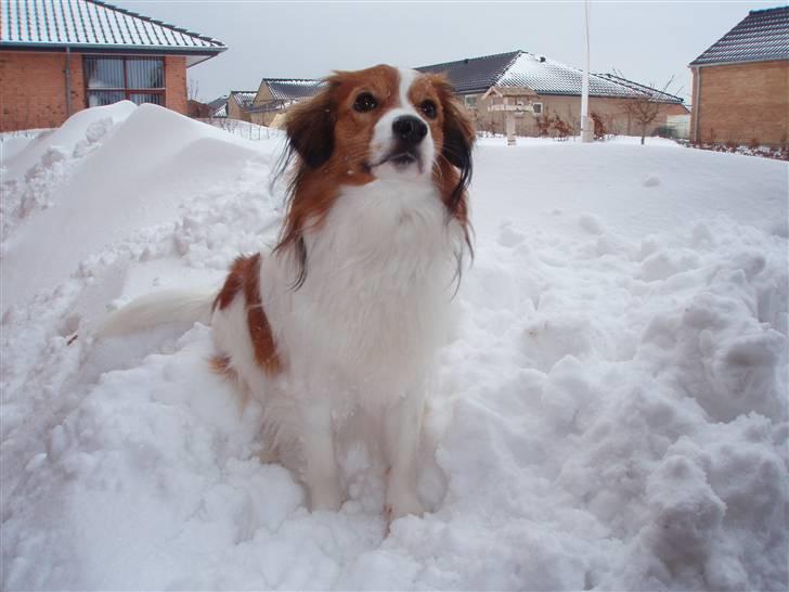 Kooikerhondje Baloo - Vinteren 2007 billede 8