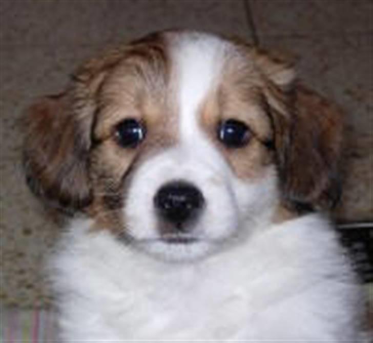 Kooikerhondje Baloo - Den lille plydstrold ca. 7 uger gammel billede 9