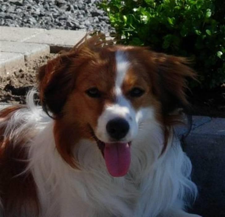 Kooikerhondje Baloo - Nyder skyggen i sommeren 2006 billede 10