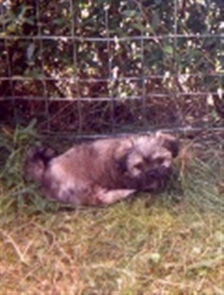 Blanding af racer Gismo billede 11