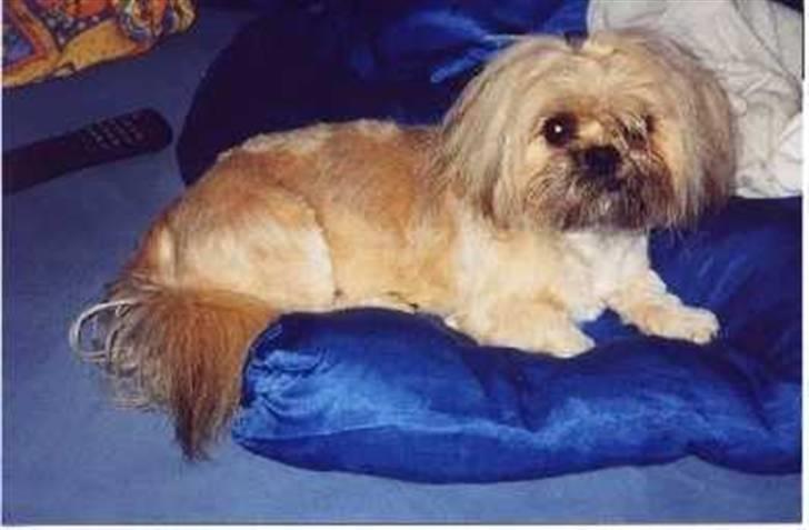 Blanding af racer Gismo billede 12