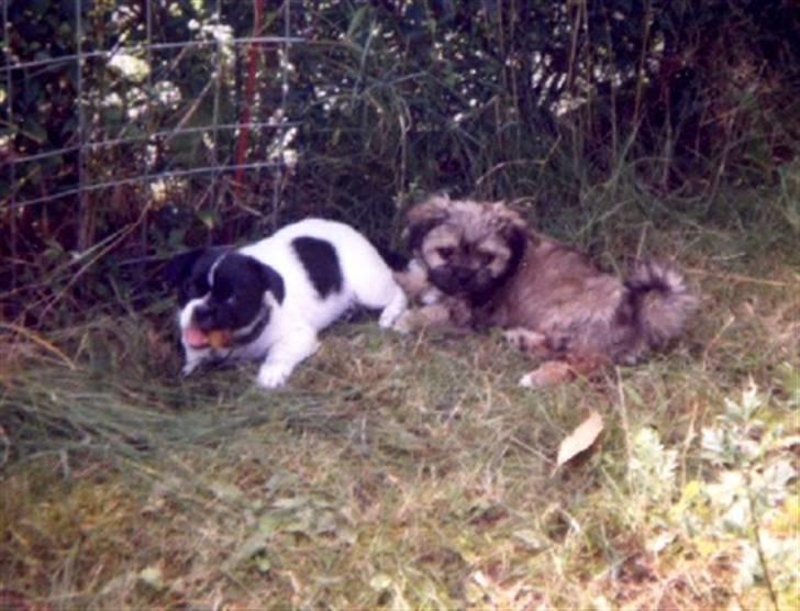 Blanding af racer Gismo billede 14