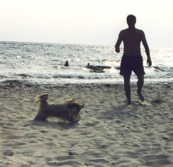 Blanding af racer Gismo billede 15