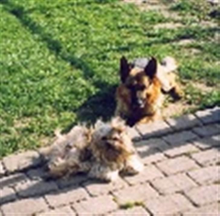 Blanding af racer Gismo billede 16