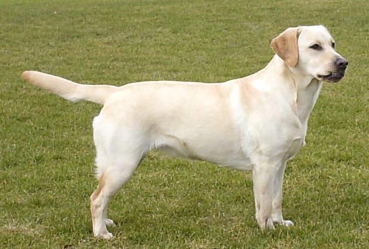 Labrador retriever Drumbeat Bossa Nova  - Velkommen til Bossa Novas profil. Skriv gerne en kommentar og giv en bedømmelse :-) billede 1