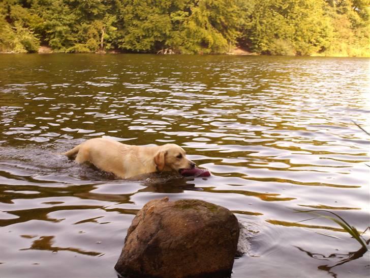 Labrador retriever Drumbeat Bossa Nova  - Min dygtige aporter! billede 2