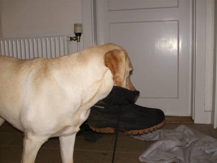 Labrador retriever Drumbeat Bossa Nova  - Jeg for til tider at vide at jeg er en:"tyveknægt/frækkert" ? :o) billede 3