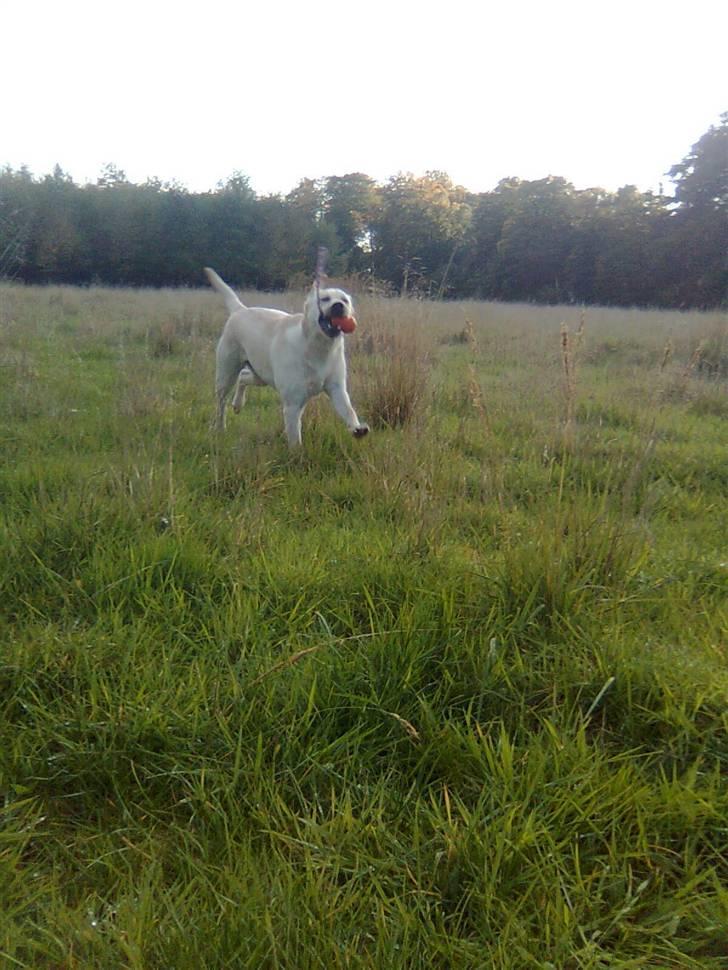 Labrador retriever Drumbeat Bossa Nova  - Min lynhurtige apporter! [Ich liebe Nova] billede 4