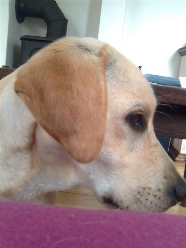 Labrador retriever Drumbeat Bossa Nova  - Jeg elsker dig?? Lille vuffi. :D billede 5