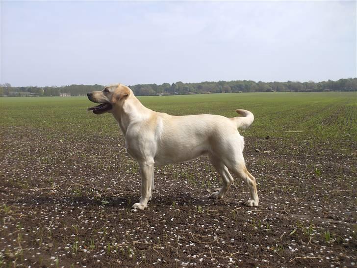 Labrador retriever Drumbeat Bossa Nova  - Min hun er smækker lækker! billede 6
