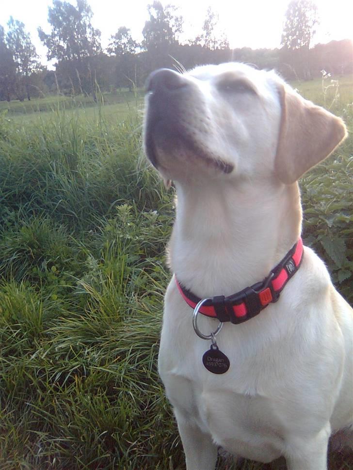 Labrador retriever Drumbeat Bossa Nova  - Nogen som sagde:"Tanja, du har en smuk hund!" ?? Selv om dette billede slet ikke er godt, så er hun altid skønnest! Selv på hendes mindst skønne dage. :´-) billede 7