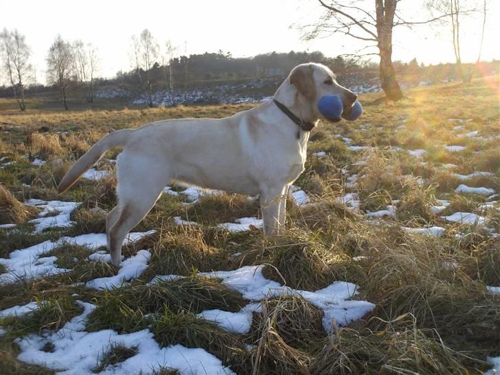 Labrador retriever Drumbeat Bossa Nova  - Bare fordi Nova er bedre end din hund? :P billede 8