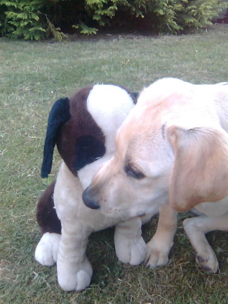 Labrador retriever Drumbeat Bossa Nova  - Hendes gode ven! Jumbo. En tøjbamse? xD o.O billede 9