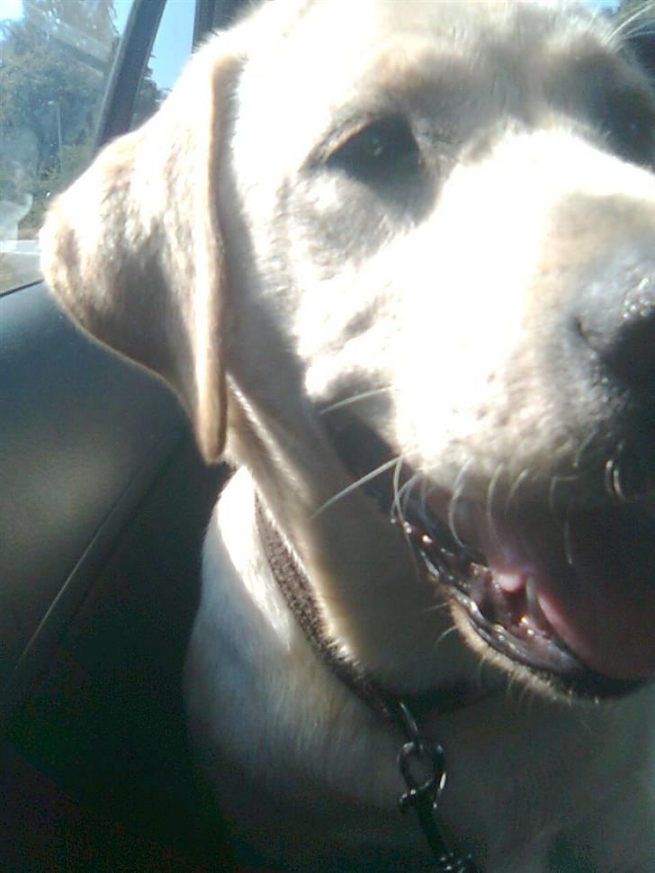 Labrador retriever Drumbeat Bossa Nova  - Her sidder vi i bilen. :-) Puha det er varmt! Det er derfor at vi skal køre ud til den dejlige sø. :-) billede 10