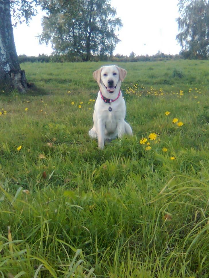 Labrador retriever Drumbeat Bossa Nova  - SMUK, SMUKKERE, *SMUKKEST*.  billede 11