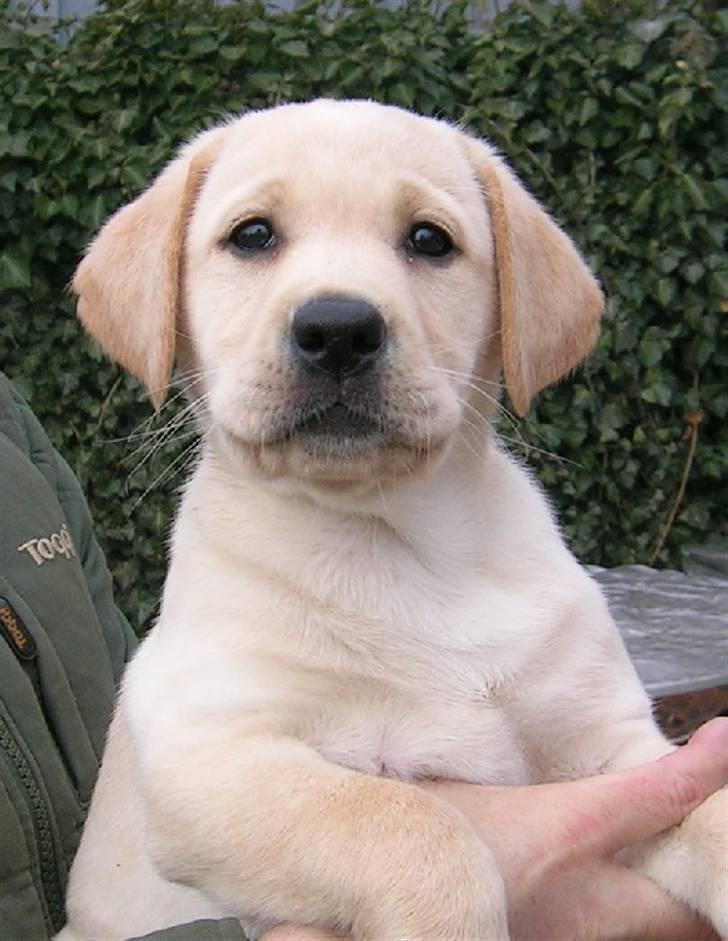 Labrador retriever Drumbeat Bossa Nova  - Nova - hos avlerne (-: Meget venlige ejere (avlere) havde hun før os! billede 12