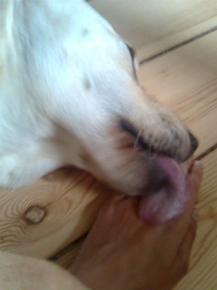 Labrador retriever Drumbeat Bossa Nova  - KYS. <3                  :-* billede 13