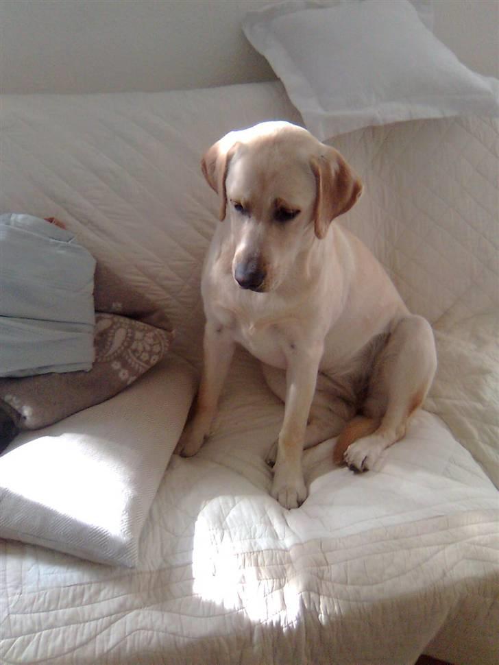 Labrador retriever Drumbeat Bossa Nova  - Lille ballademager. ;-) Haha!! Jeg kom tilbage fra køkkenet, og wupti så var hun der! Hun har aldrig været oppe i sofaen. (-: Og det skal hun heller ikke. Ellers ligner det en svine-sti, ikke Nova? *-: billede 14