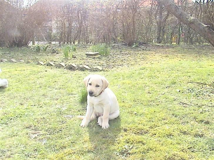Labrador retriever Drumbeat Bossa Nova  - Nurhh.<3 LIlle Novse. billede 15