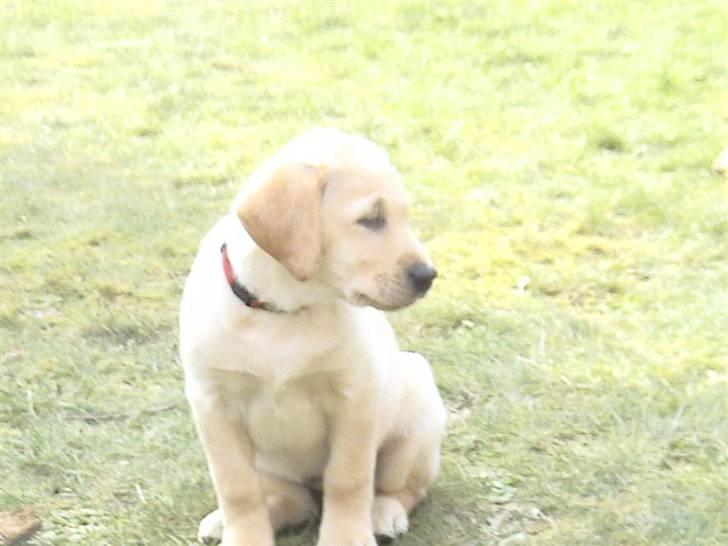 Labrador retriever Drumbeat Bossa Nova  - Hun er større nu. xD billede 16