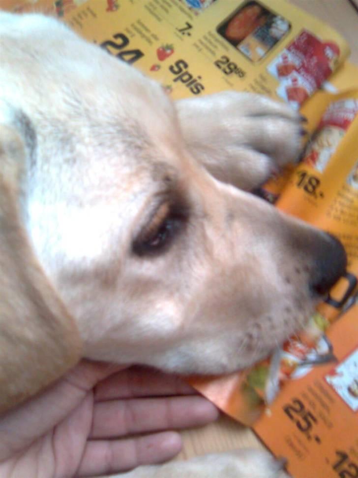 Labrador retriever Drumbeat Bossa Nova  - At se hvad Netto har på tilbud, og blive kløet under hagen er det bedste. :-)  billede 17