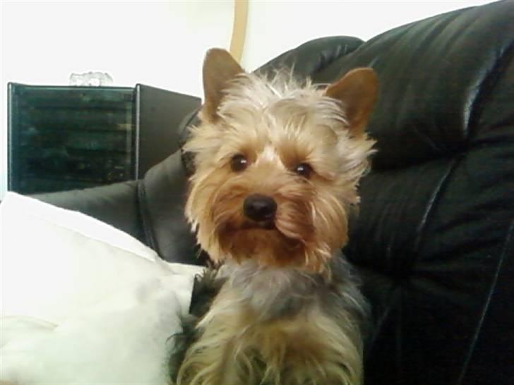 Yorkshire terrier Victor - Her er jeg, sidder pænt nu, ta så det billede. billede 1