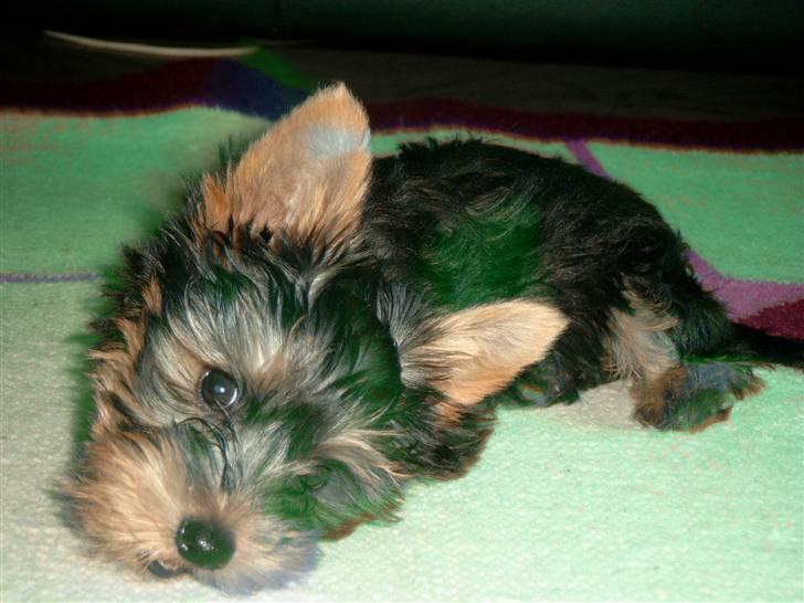 Yorkshire terrier Victor - nyder livet hos min mor billede 2