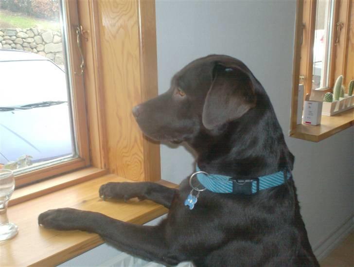 Labrador retriever sofus - R.I.P 15/10-16 - søde i sofus billede 7