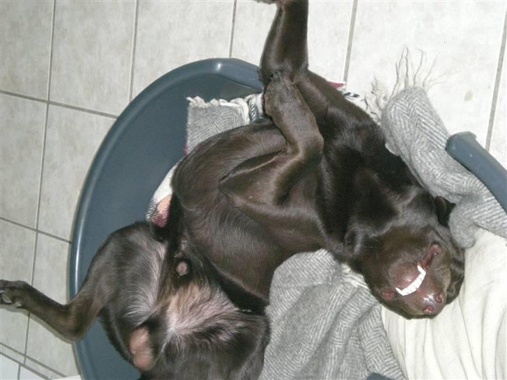 Labrador retriever sofus - R.I.P 15/10-16 - sofus billede 9