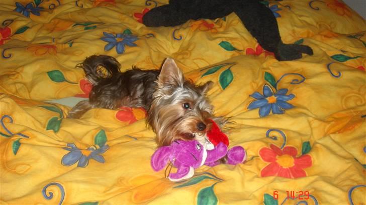 Yorkshire terrier Victor - Min mors seng er nu bedst. billede 4