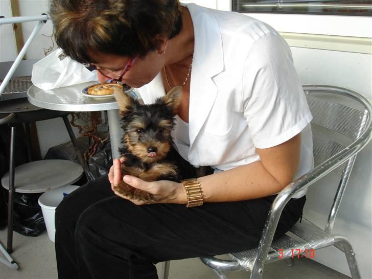 Yorkshire terrier Victor - Her er jeg ikke ret stor, 11uger billede 5