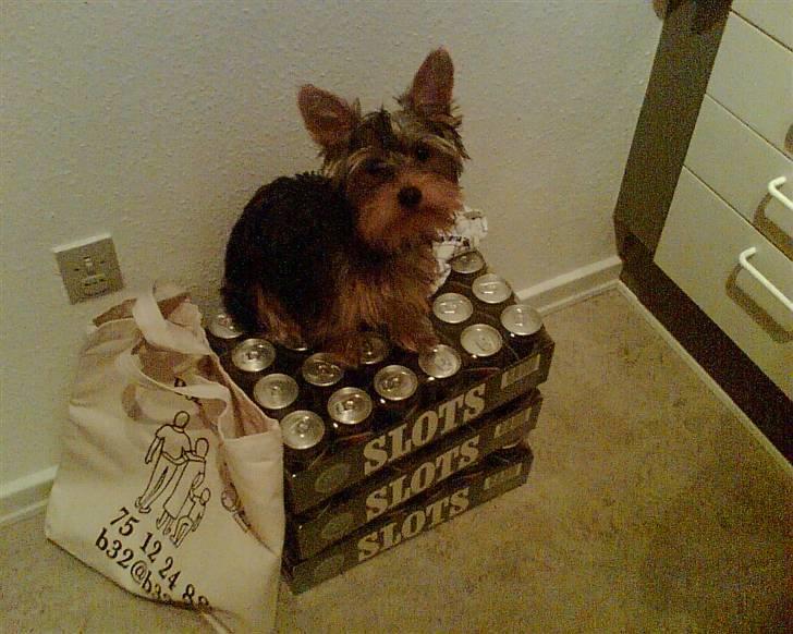 Yorkshire terrier Victor - Stefans  ØL er jeg nød til at passe på, ellers drikker de dem fra Ham billede 6