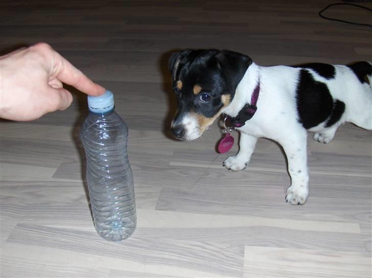 Jack russell terrier Sophie billede 11