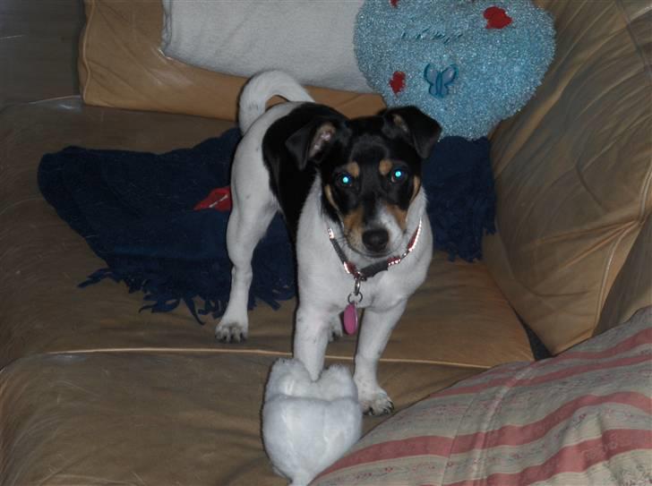 Jack russell terrier Sophie billede 12