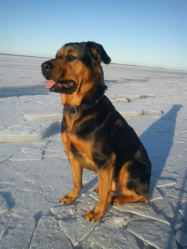 Blanding af racer Luna - Luna ved den frosne fjord :) 23. Januar 2011 billede 1