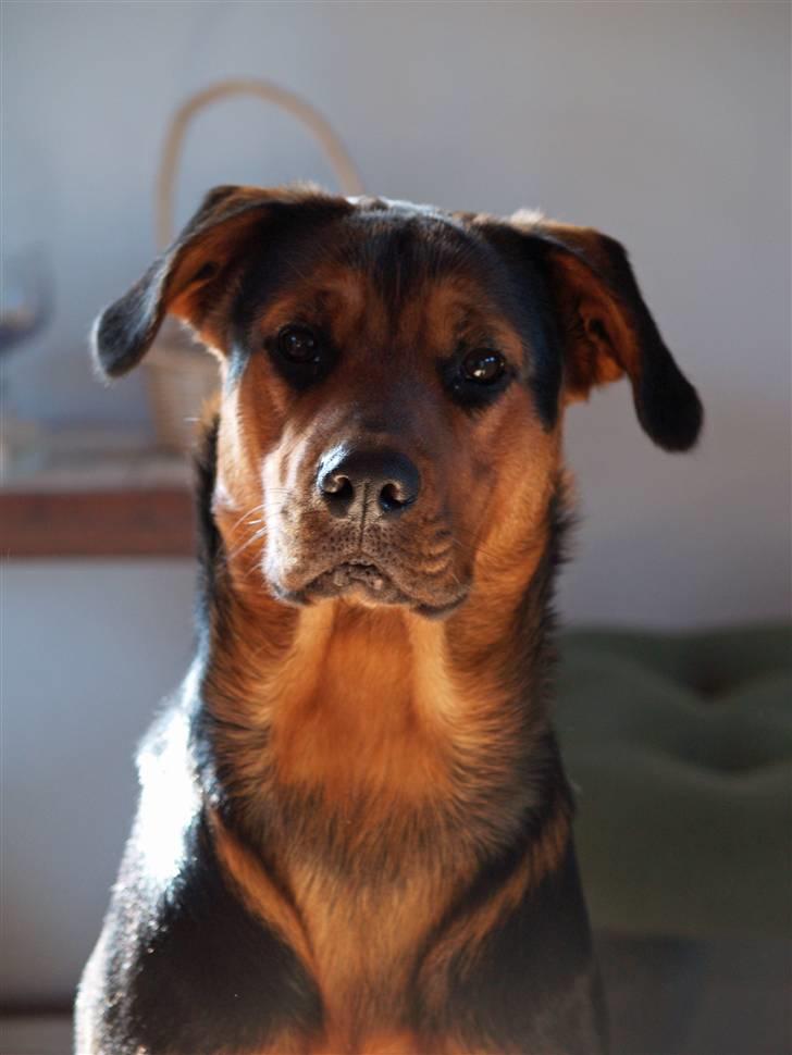 Blanding af racer Luna - Den smukke 7 maj 09 billede 2