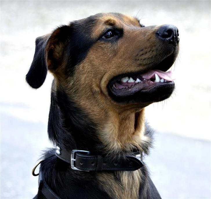 Blanding af racer Luna - 21 juni 09, taget af Ulla Olesen billede 3