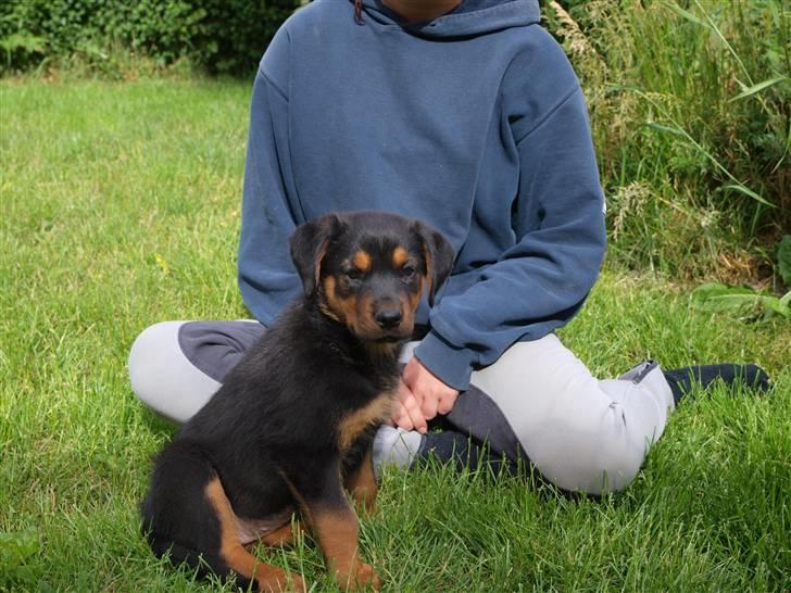 Blanding af racer Luna - Hun ser mig nu lidt betuttet ud på dette billede :D 10 juni 08 billede 4