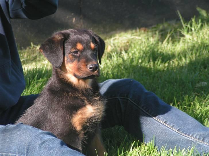 Blanding af racer Luna - Dagen hvor vi havde hentet hende. En smuk hvalp ;) billede 5