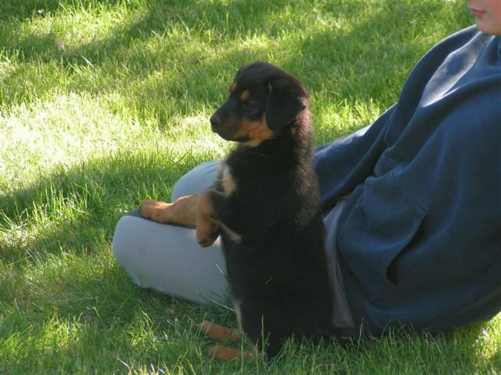 Blanding af racer Luna - Hun gør tit det med poten xD Op med den, det ser så sødt ud :D d. 9 juni billede 6