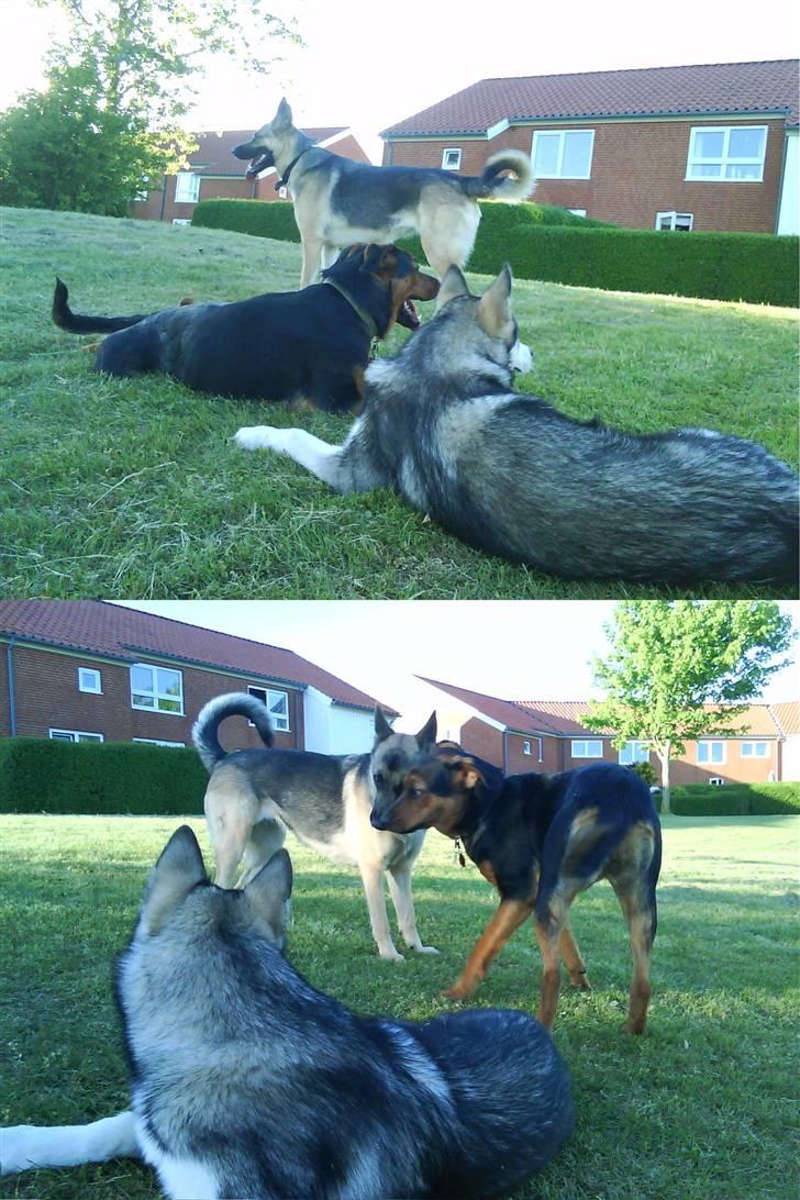 Blanding af racer Luna - Luna, Spike og "Basse" :) d. 12 maj 09 billede 7