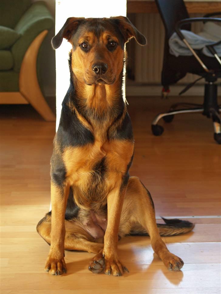 Blanding af racer Luna - En lidt slasket Luna :D 7 maj 09 billede 8