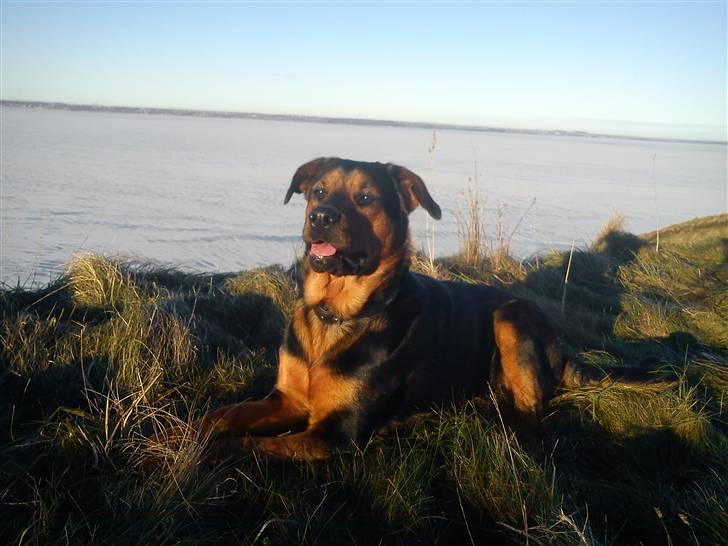 Blanding af racer Luna - Luna på toppen af Hanklit :) 23. januar 2011 billede 9