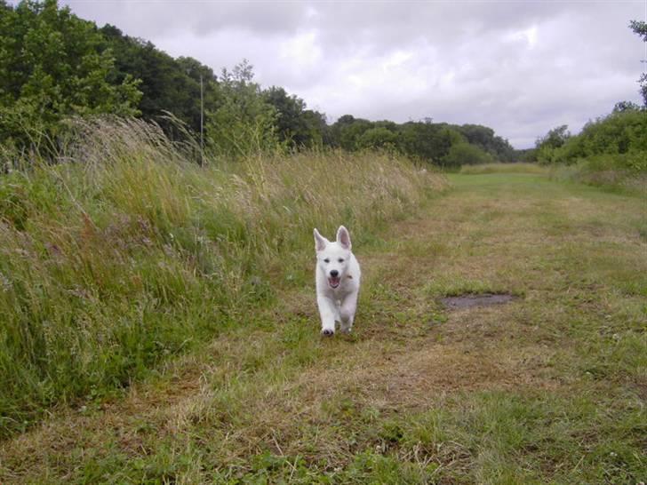 Hvid schæfer Tikka billede 6