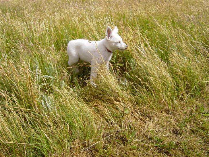 Hvid schæfer Tikka billede 7