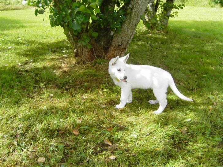 Hvid schæfer Tikka billede 8